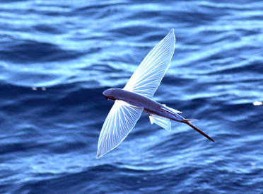 Flying Fish Tour by Boat