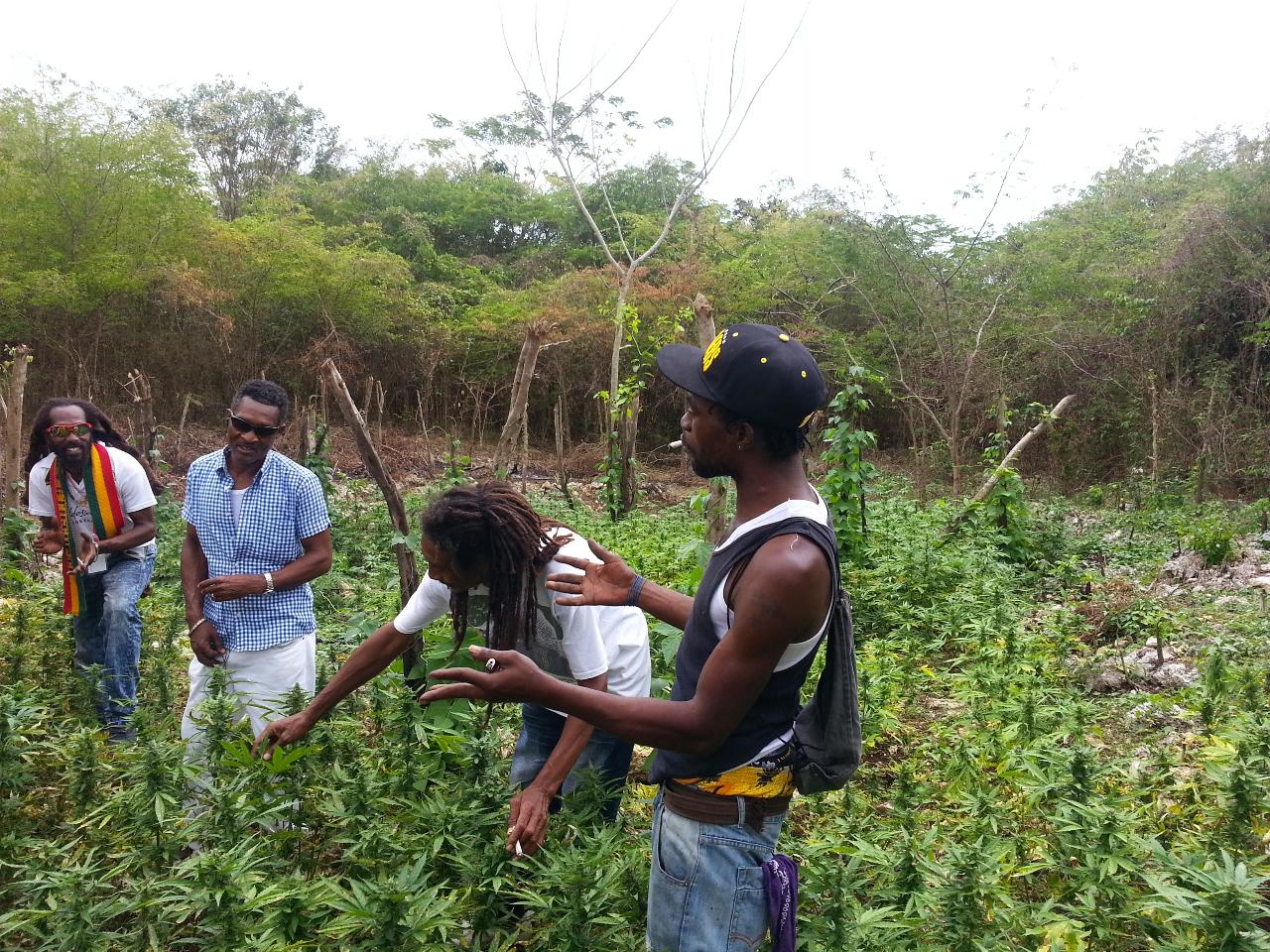 RASTA GANJA FIELD TOUR