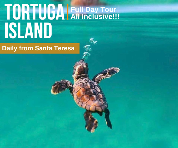 Tortuga Island Full Day Tour from Dos Monos Hostel North Santa Teresa