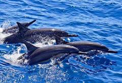 Dolphin Watching, Snorkeling & Fishing