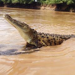 San Jose to Los Suenos Marriott Crocodile watching Boat Tour on Tarcoles River