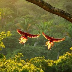 Tamarindo Tours: Early Bird Watching Tour