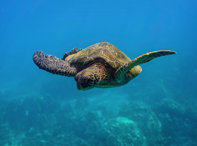 Cahuita Boat, Snorkel and Hiking Trip - Puerto Viejo Tour - Costa Rica ...