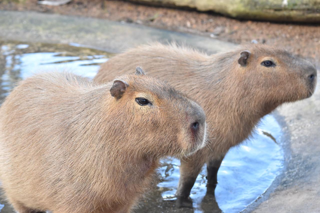 Capybara Encounter