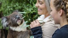 Cuddle a Koala (private)