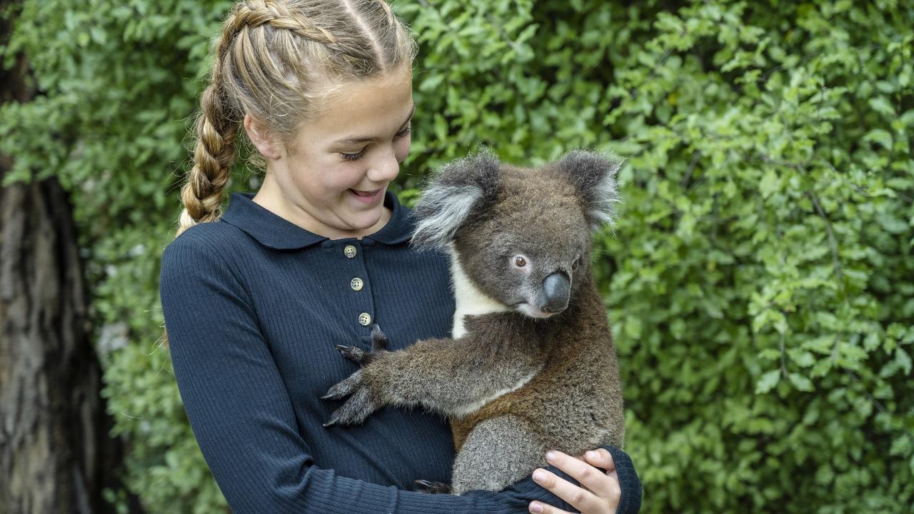 Koala Holding (public)