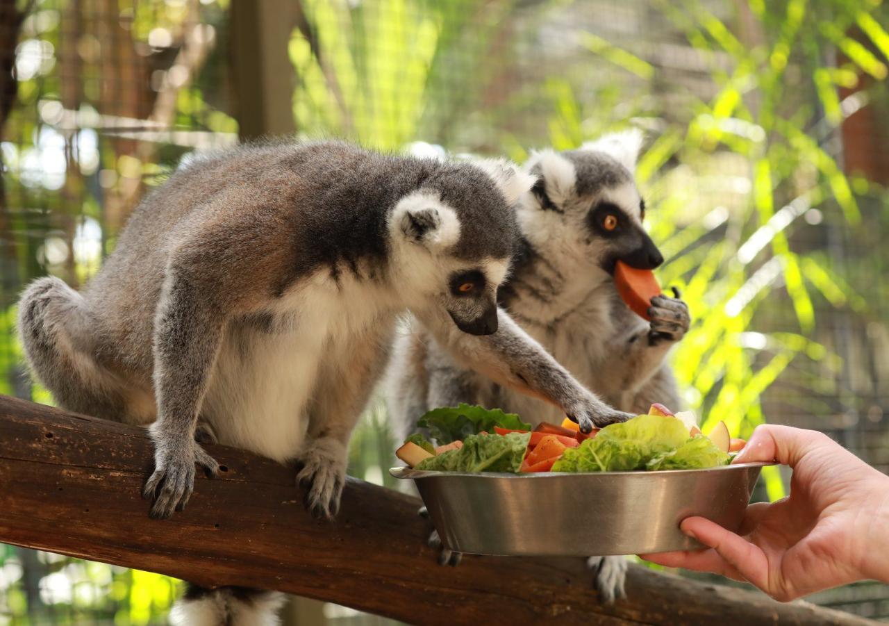 Ring-Tailed Lemur Encounter