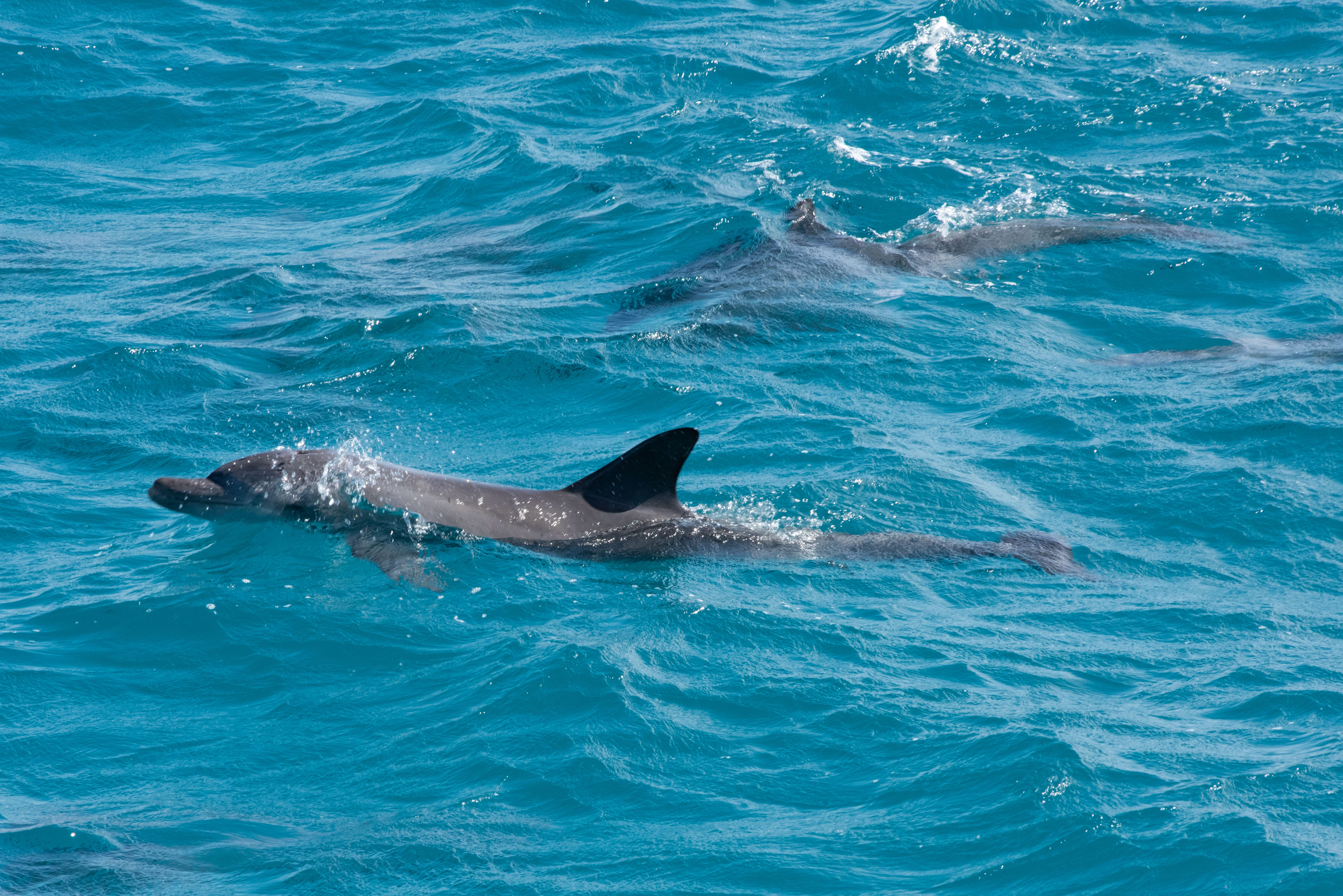 Abrolhos Islands Sightseeing & Historical Cruise with Dr Howard Gray