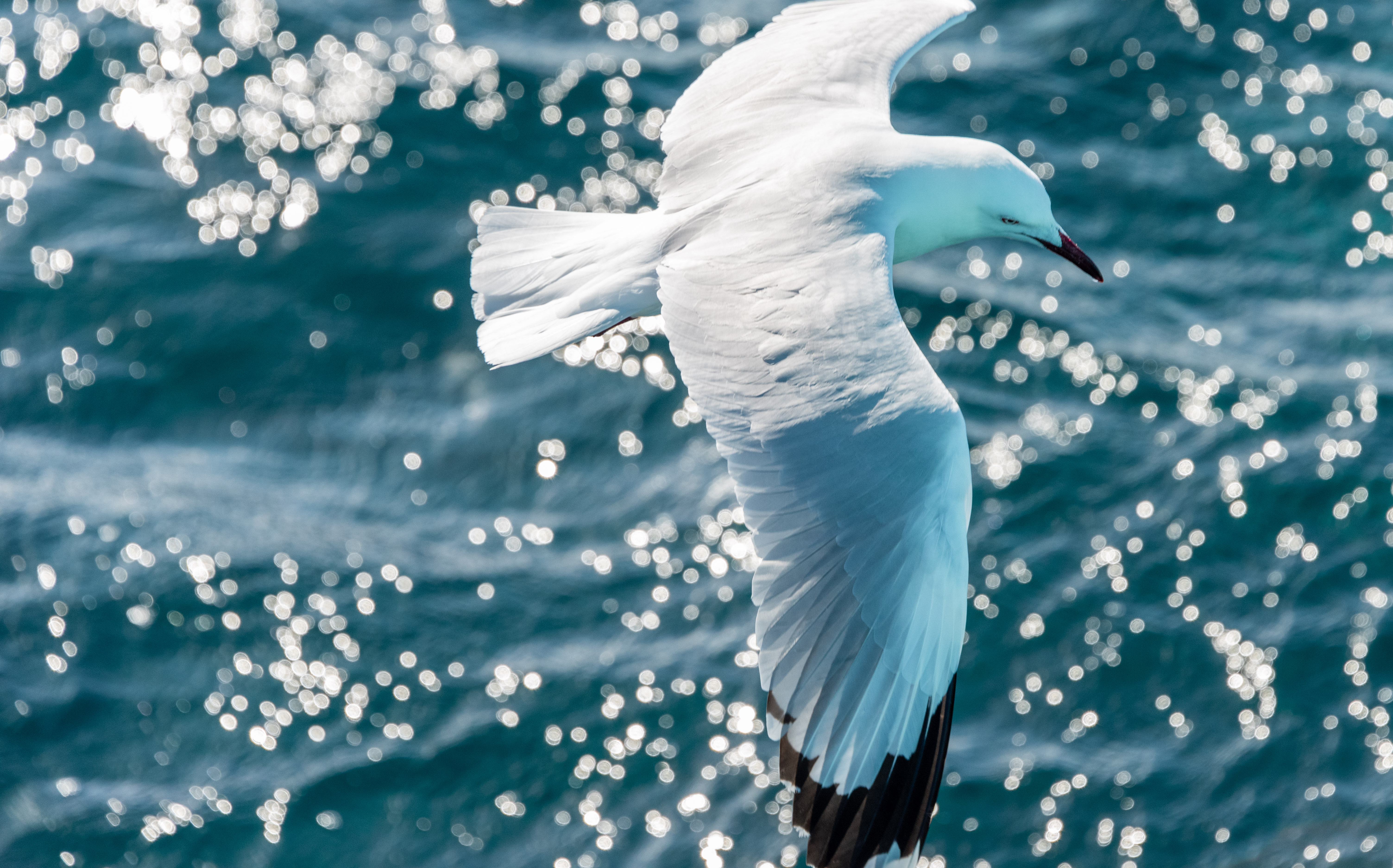 Abrolhos Islands Sightseeing & Historical Cruise with Dr Howard Gray