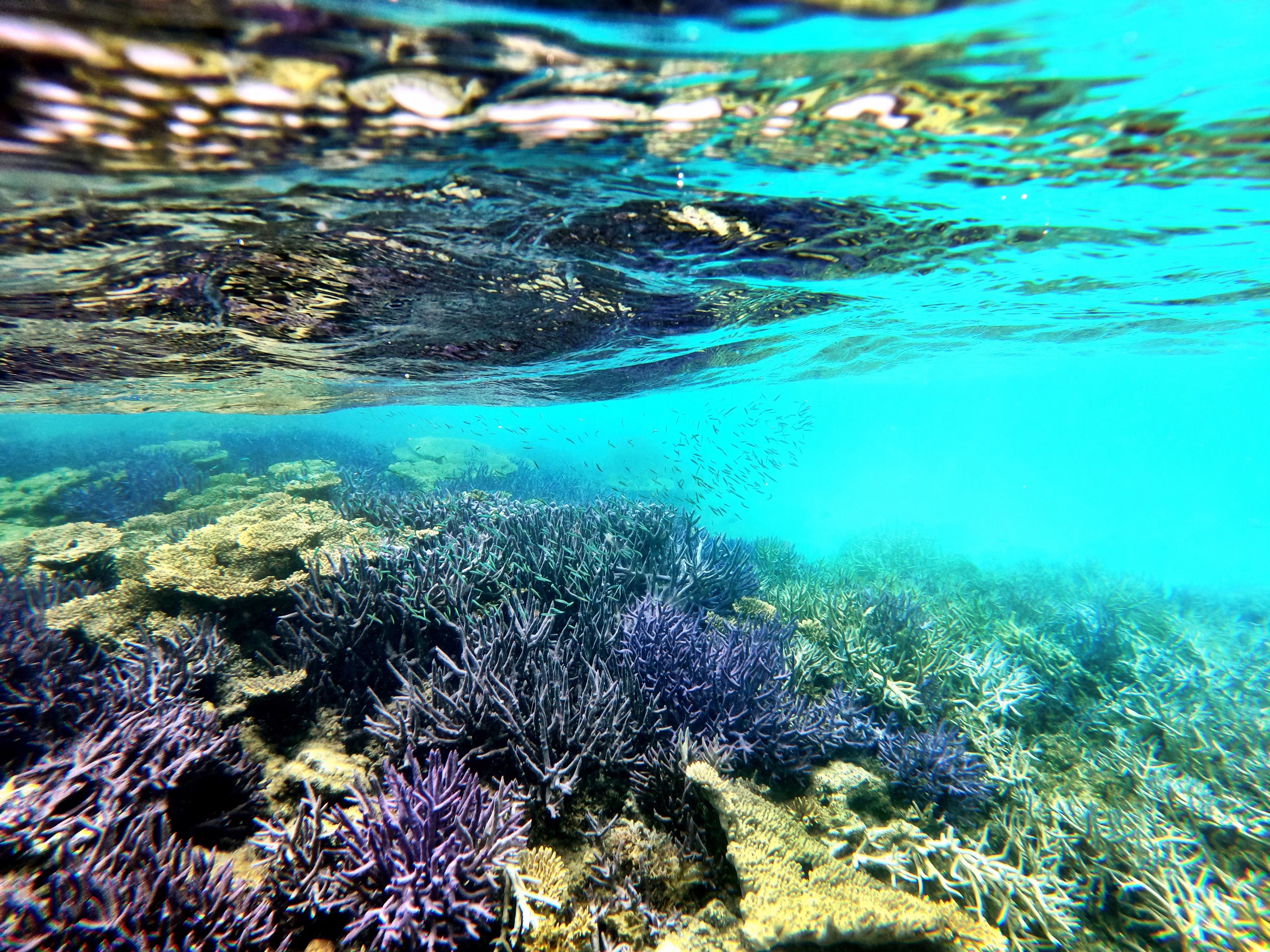 Abrolhos Islands Fast Ferry Adventure Tour