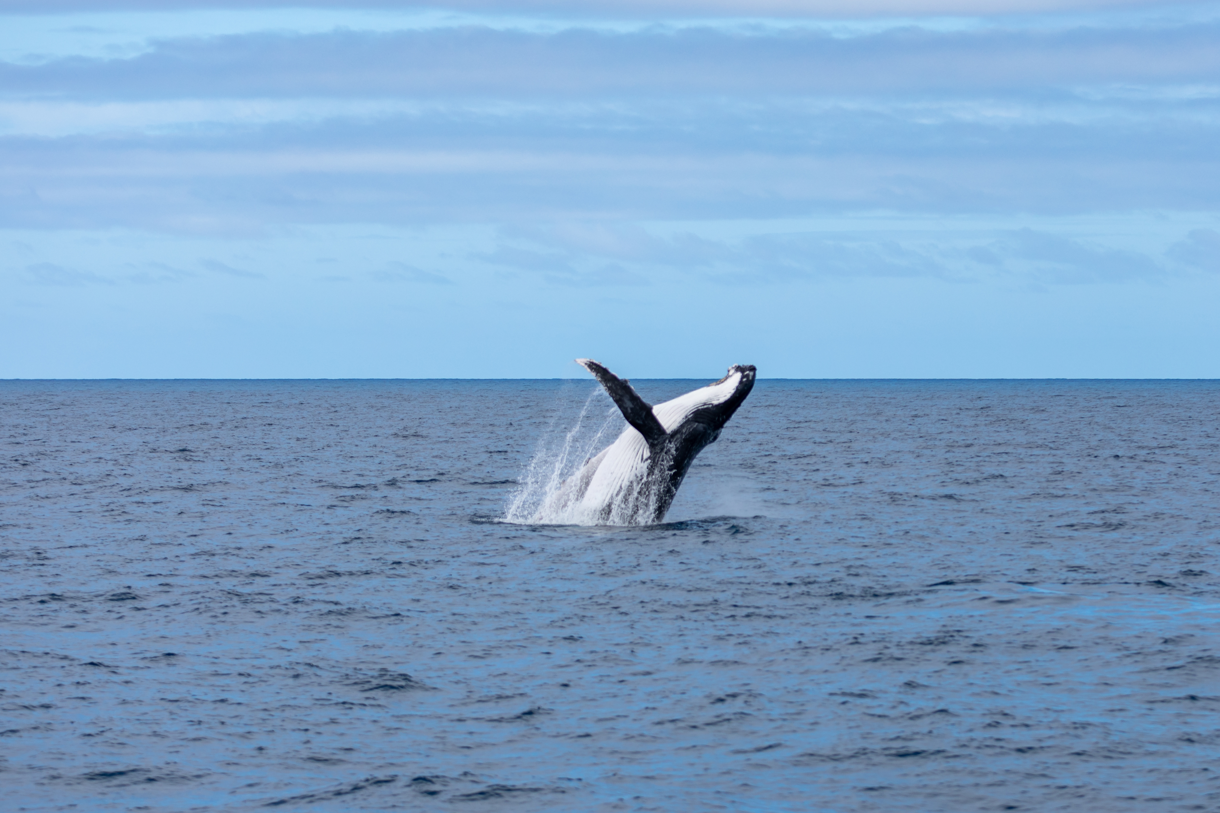 Abrolhos Islands Sightseeing & Historical Cruise with Dr Howard Gray