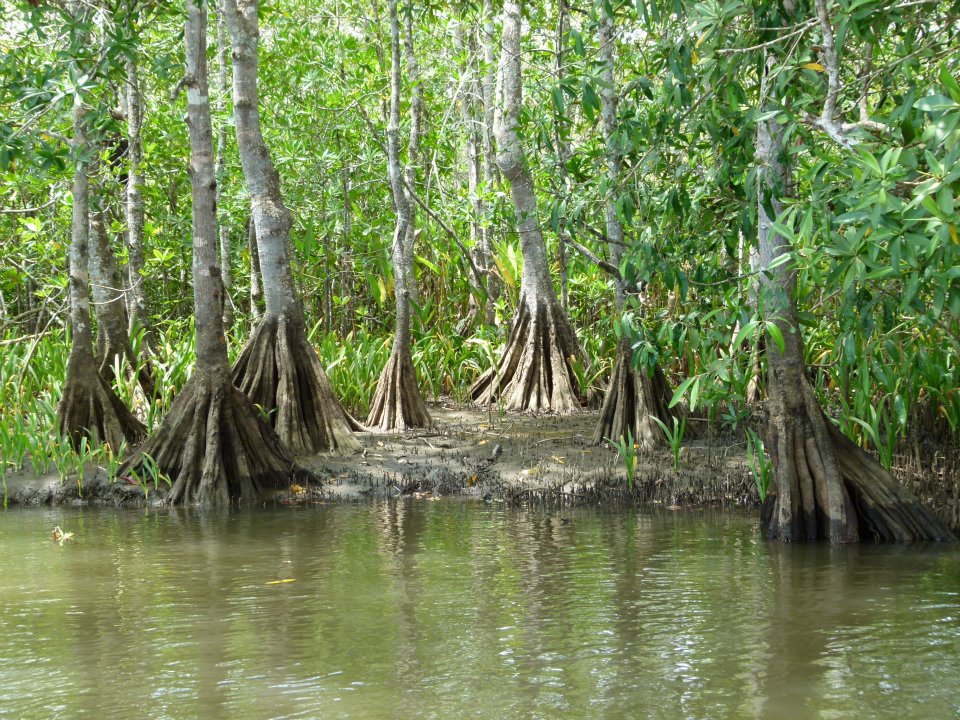Sierpe Mangrove Tour