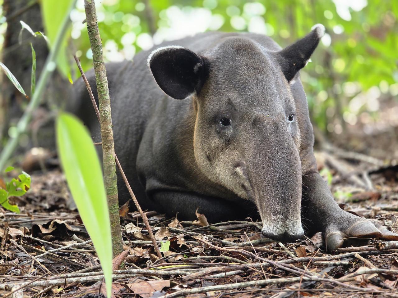 Corcovado National Park Guided Tour