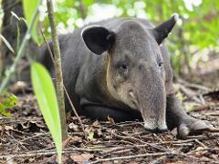 Corcovado National Park Guided Tour
