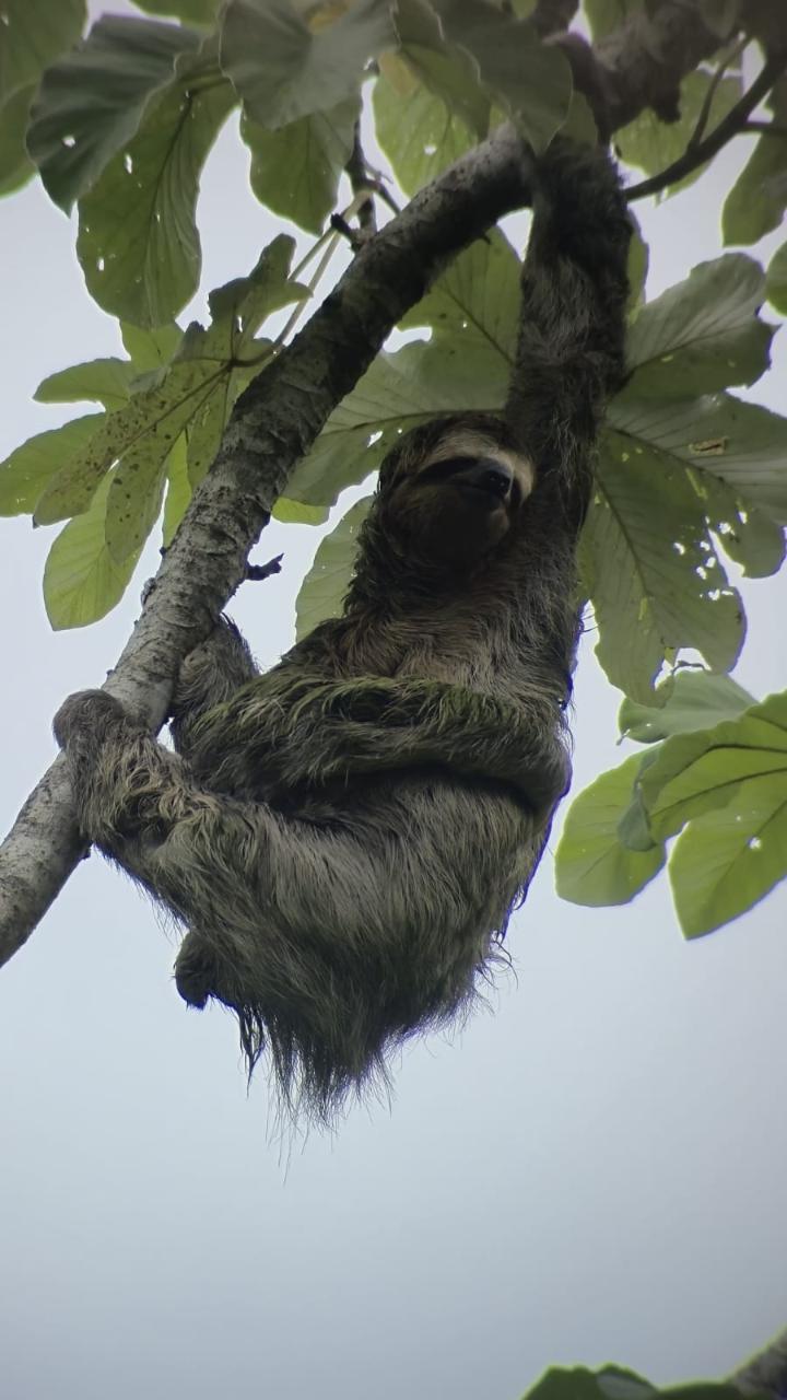 Manuel Antonio National Park Guided Tour