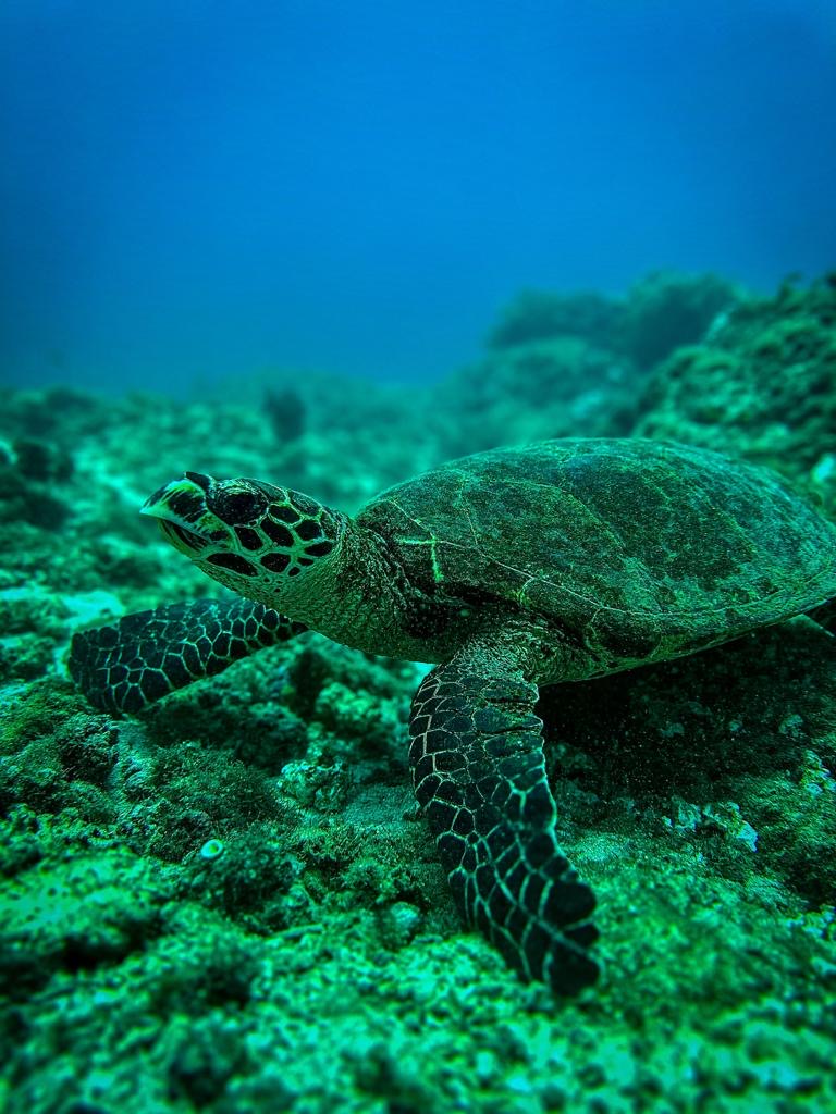 Snorkeling Caño Island 
