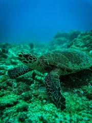 Snorkeling Caño Island 