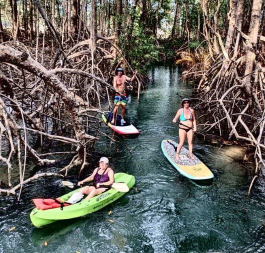 MATAPALO MANGROVES by KAYAK or SUP