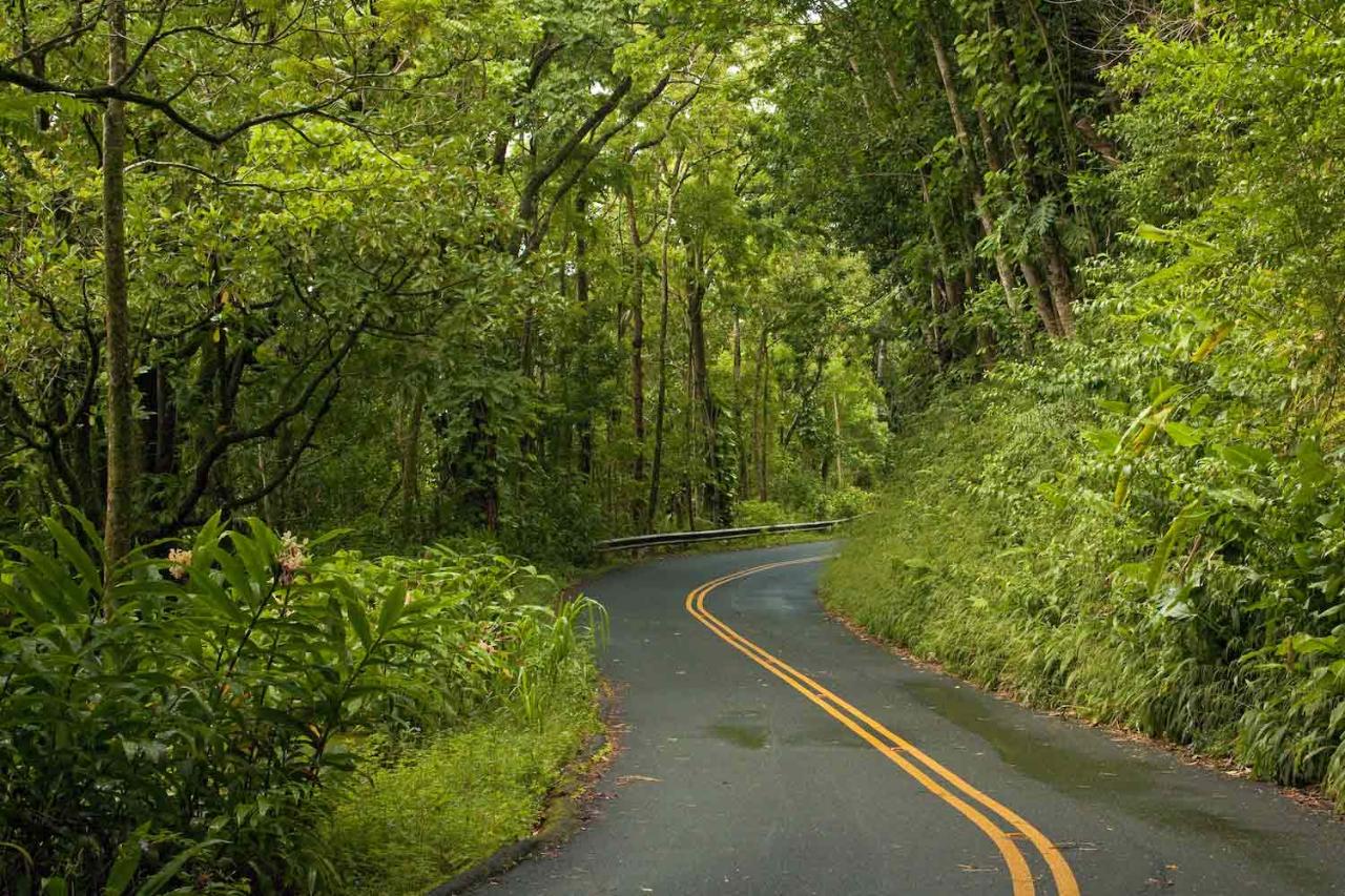 Shaka Guide Honolulu's Backyard Rainforest Driving Tour