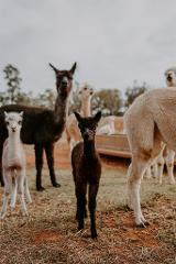 Personal Alpaca Meet and Greet and Farm Experience - Peterborough SA