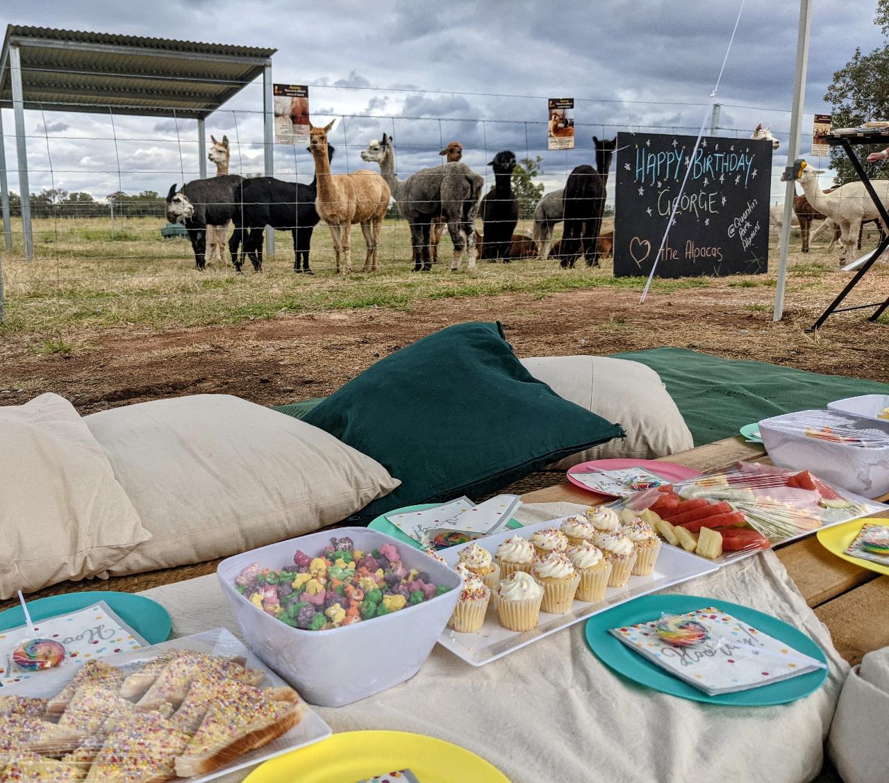 Kids Parties at Quentin Park Alpacas