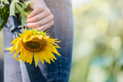 Pick-your-own Sunflower Experience