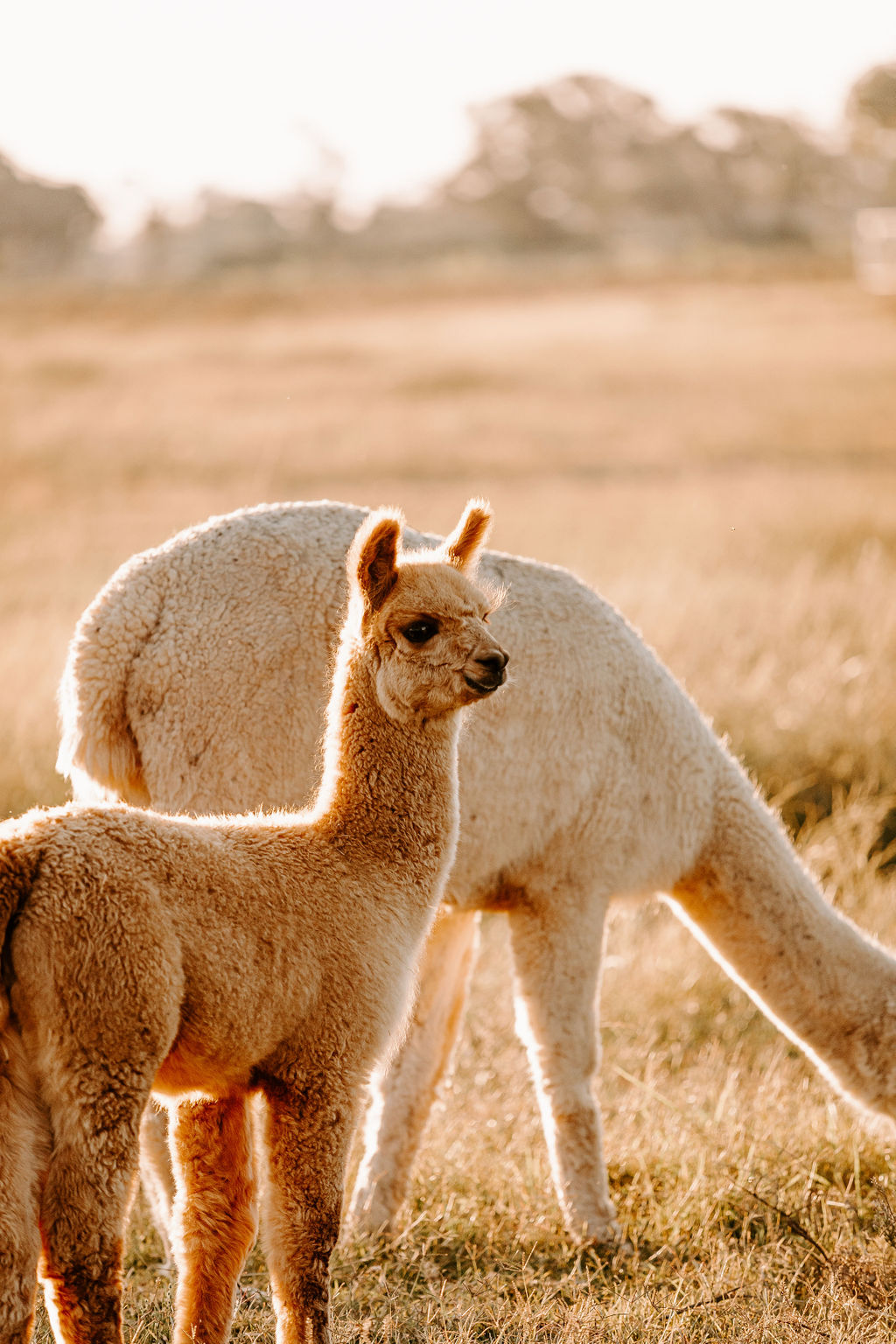 Private ONLINE Alpaca Meet & Greet Experience