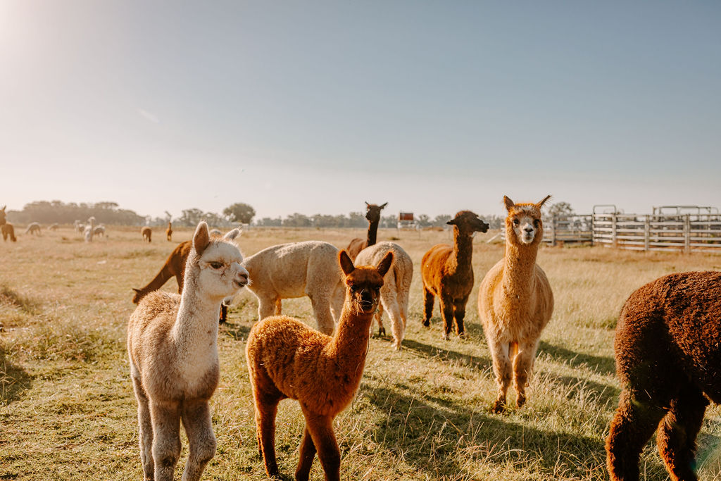 Private ONLINE Alpaca Meet & Greet Experience