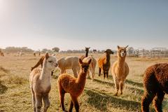 VIRTUAL Alpaca Meet & Greet Experience