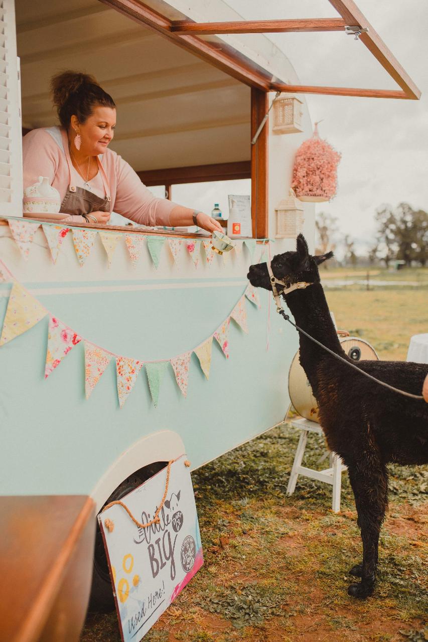 High Tea with the Alpacas