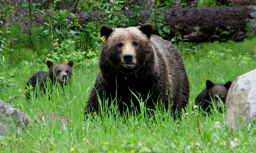 8-Day Essential Rockies & West Coast Eastbound Tour from Vancouver to Calgary: Whistler, Okanagan, Kelowna, Revelstoke, Canmore and Banff**Admission Tickets Included**