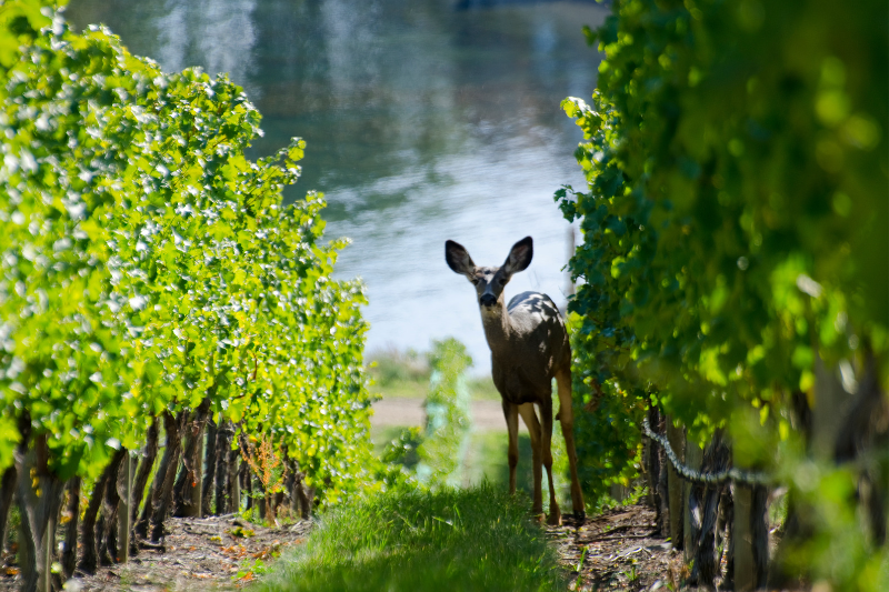 8-Day Essential Rockies & West Coast Eastbound Tour from Vancouver to Calgary: Whistler, Okanagan, Kelowna, Revelstoke, Canmore and Banff**Admission Tickets Included**