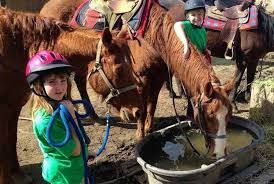 Daisy Horseback Riding Patch 