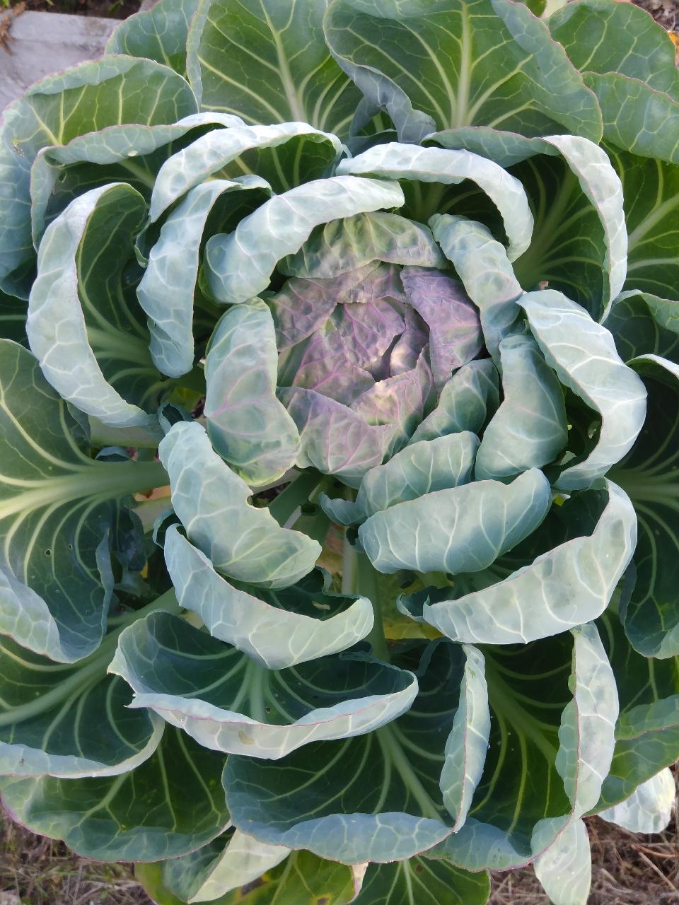 Vegetable Garden Tour