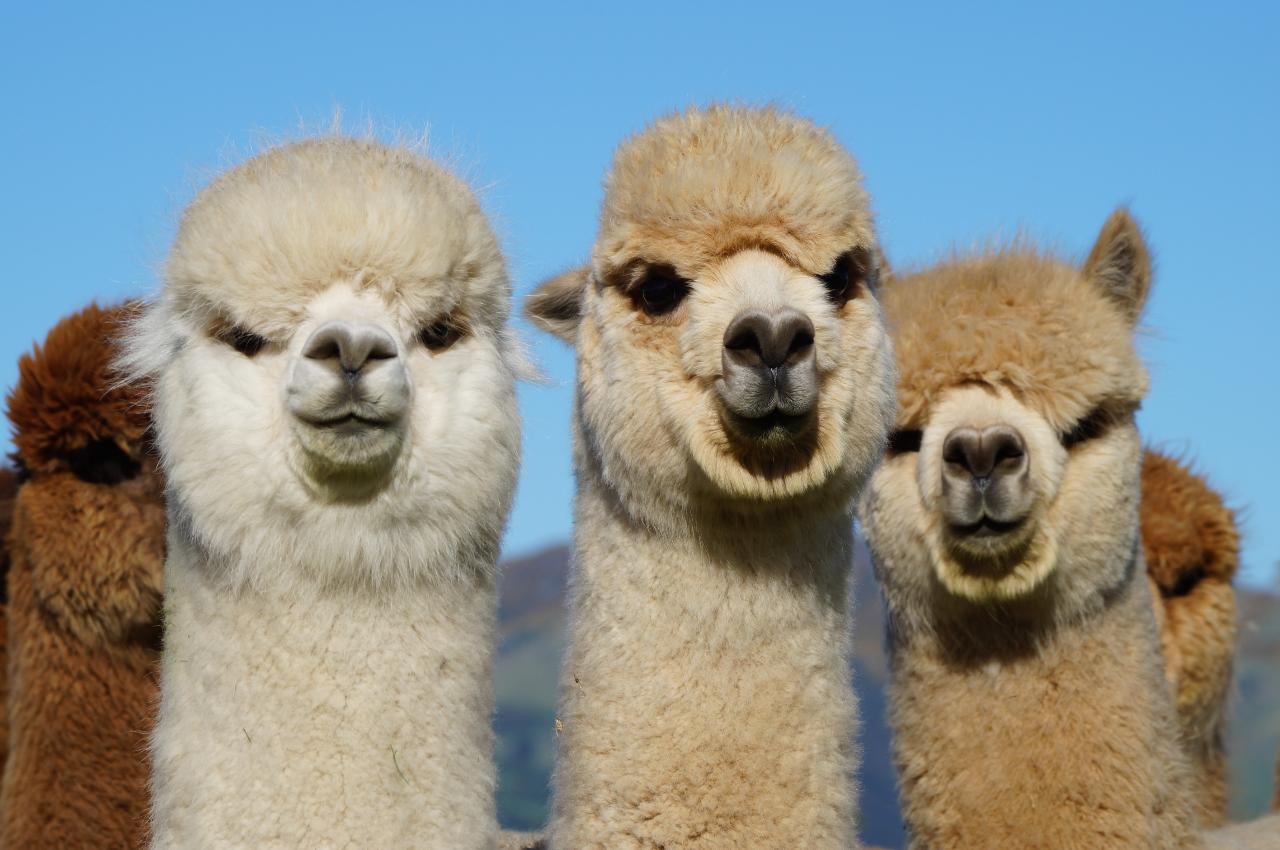 Alpaca Farm Tour (Family Pass)