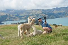 Virtual Alpaca Farm Tour