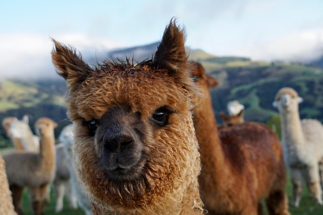 Alpaca Addict Pass