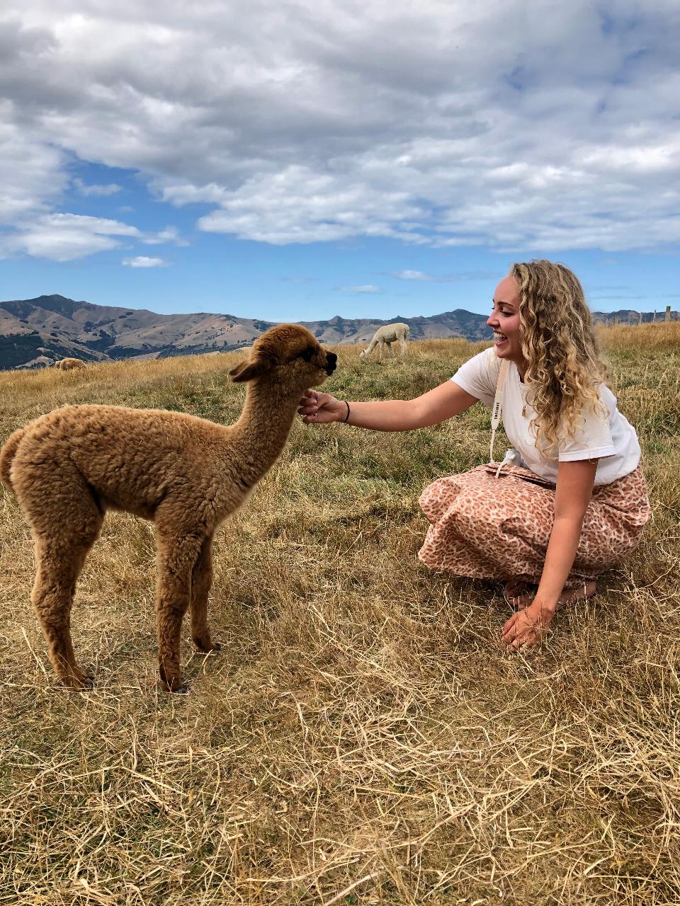 shamarra alpaca farm tours