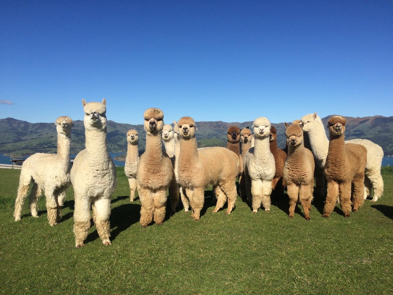 Alpaca Farm Tour Family Gift Voucher 