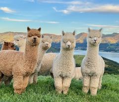 Shamarra Alpaca Farm Gift Voucher - Value $60
