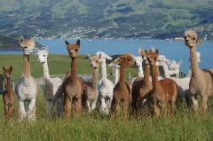 Alpaca Farm Tour - Pickup Cruiseship & Akaroa bus 