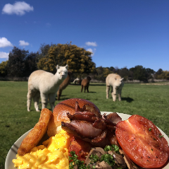 Brunch with the Bunch