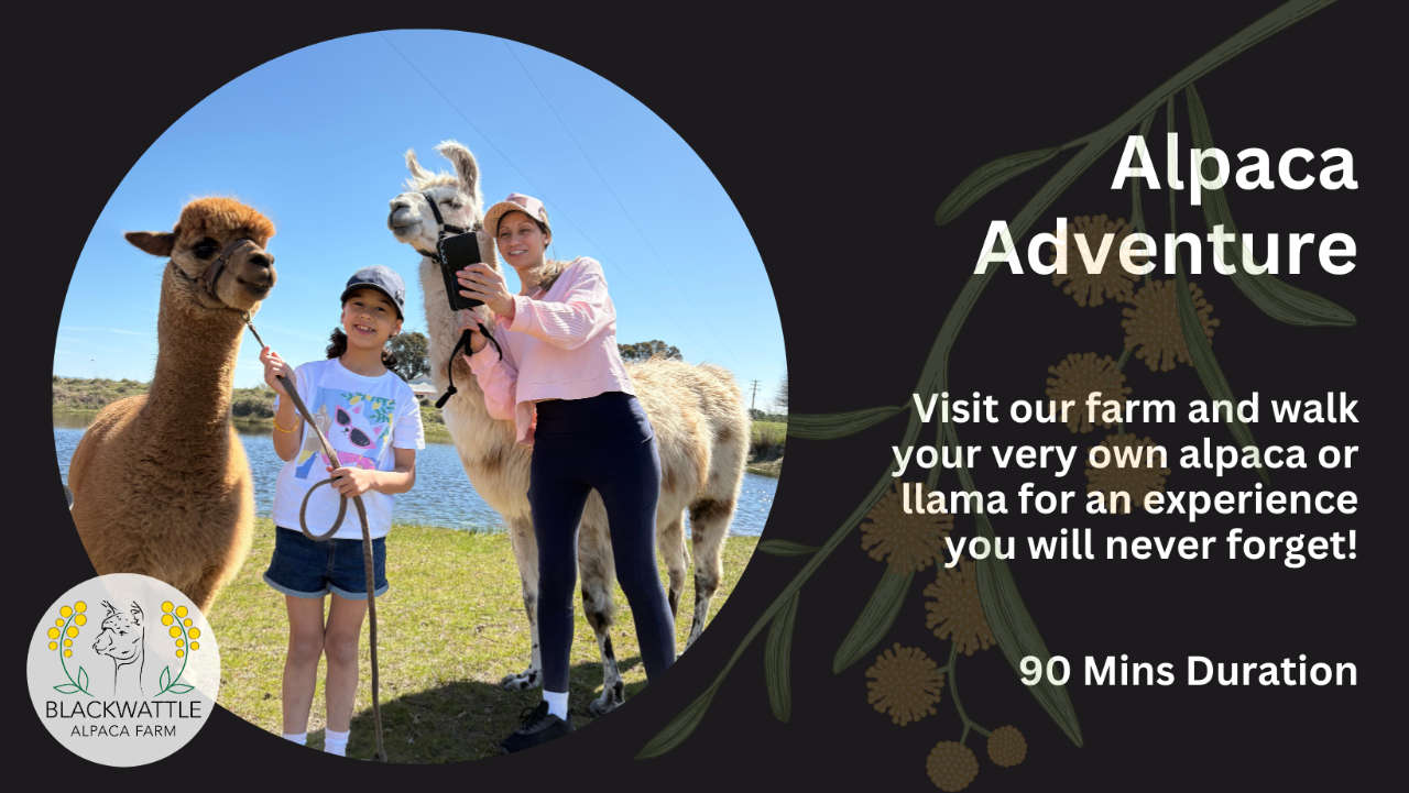 Alpaca Adventure