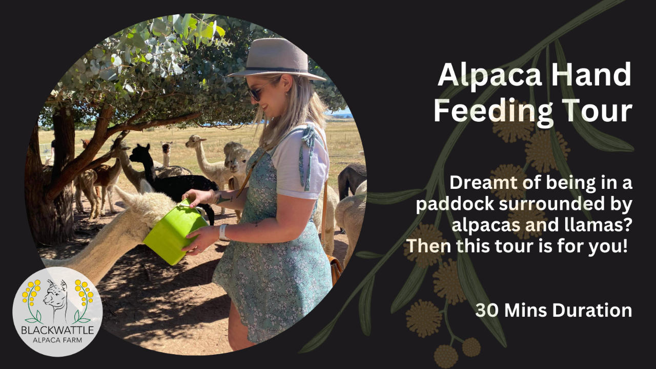 Alpaca Hand Feeding Tour
