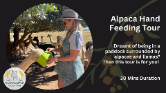 Alpaca Hand Feeding Tour