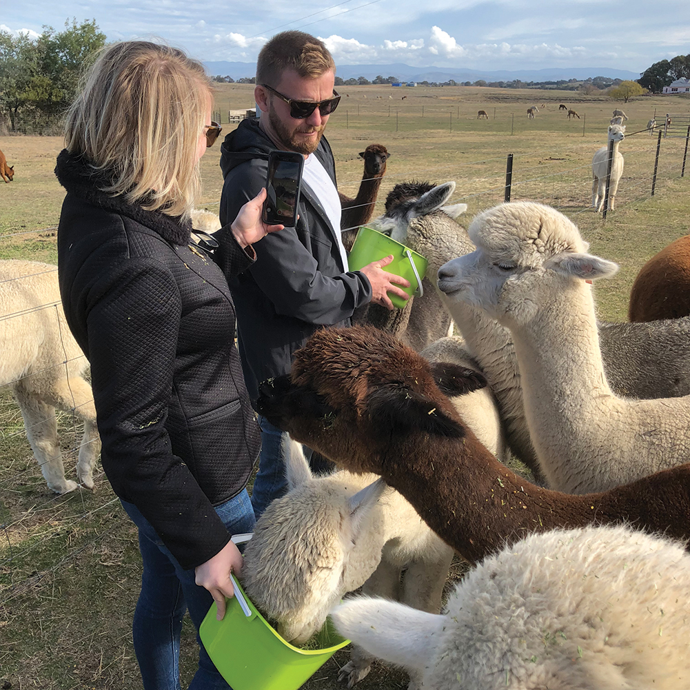 Alpaca Hand Feeding Tour - Public Tour