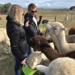Alpaca Hand Feeding Tour