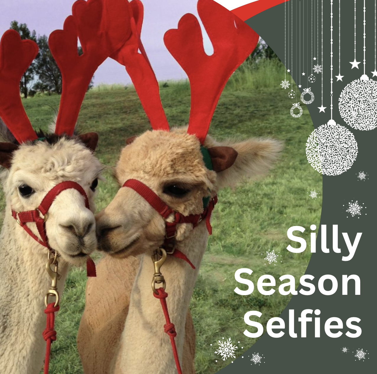 Silly Season Selfies and Hand Feeding Tour