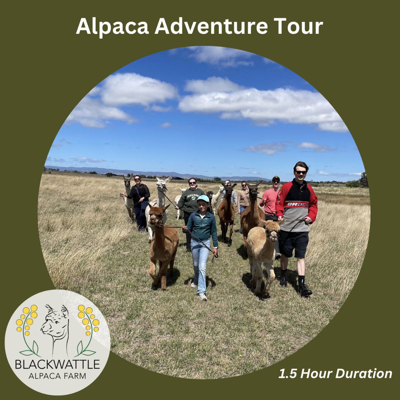 Alpaca Adventure