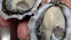 Oysterfest Special - Explore the Wild Side of SA